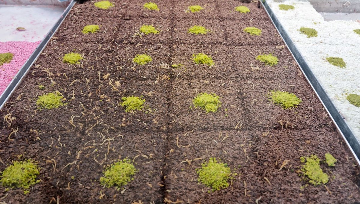 Osmanlı'nın geleneksel tatlısı Güllaç nasıl yapılır? Çikolatalı Güllaç tarifi