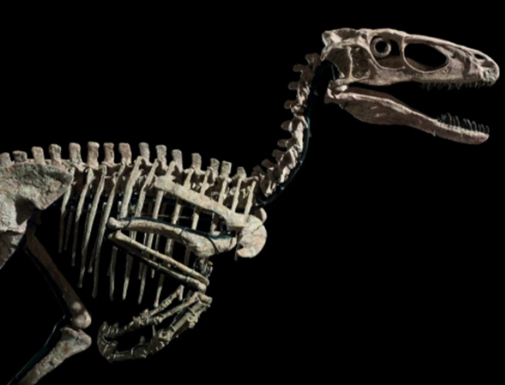 Jurassic Park filmine ilham veren dinozor iskeletine 12,4 milyon dolar - 5