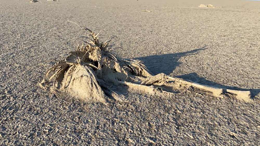 Tuz Gölü'nde toplu flamingo ölümleri: Soruşturma başlatıldı - 5