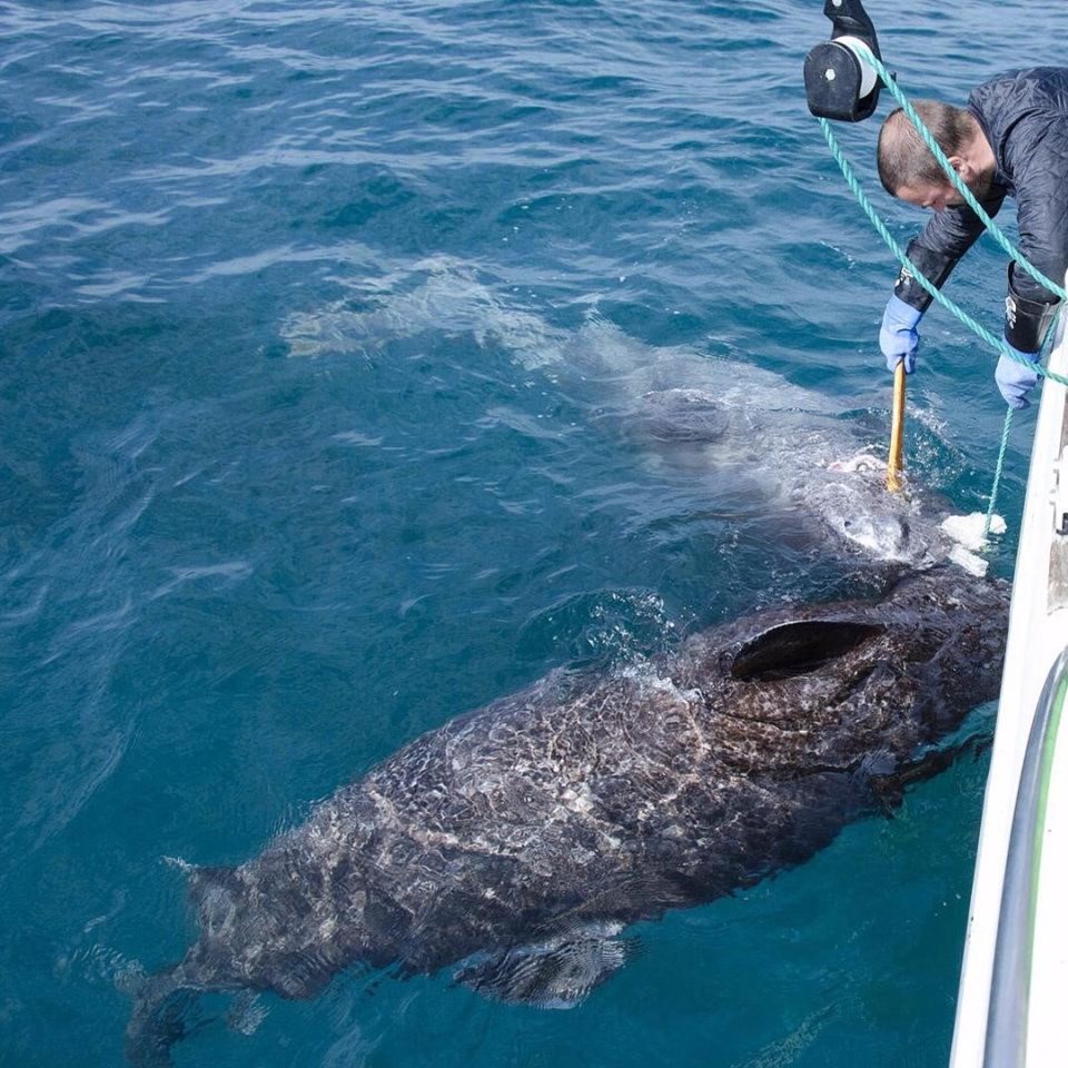 Dünyanın en yaşlı köpekbalığı keşfedildi: 512 yaşında - 1