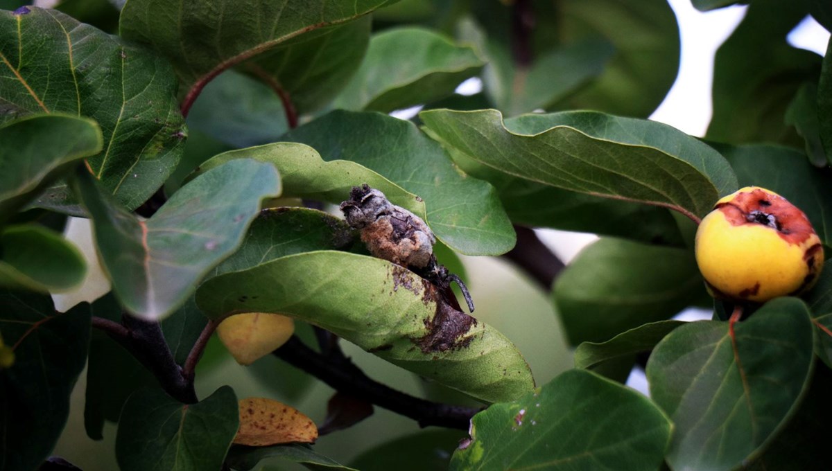 Zirai don ayvayı vurdu