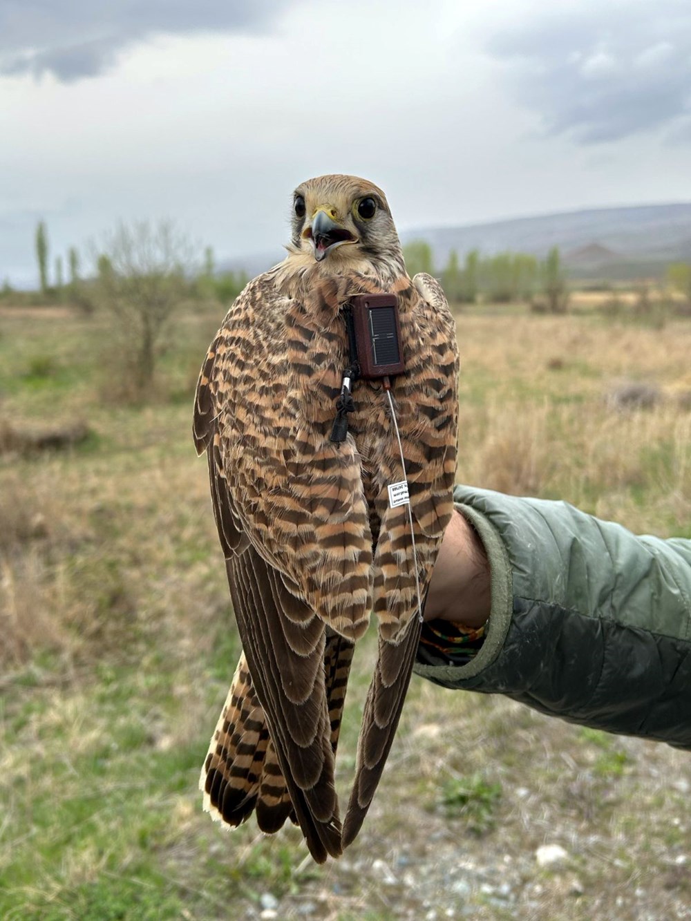 Iğdır'da takıldı, Ermenistan'dan çıktı: Adım adım takip ediliyor - 4