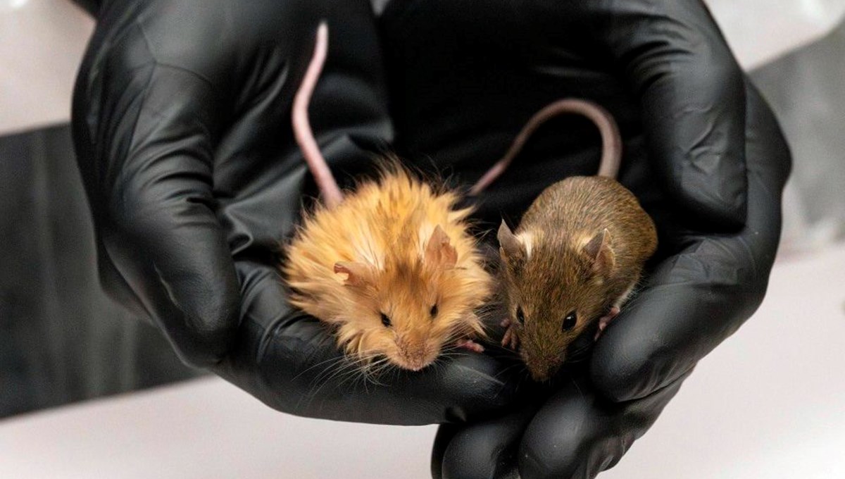 Tükenmiş türler için tarihi adım