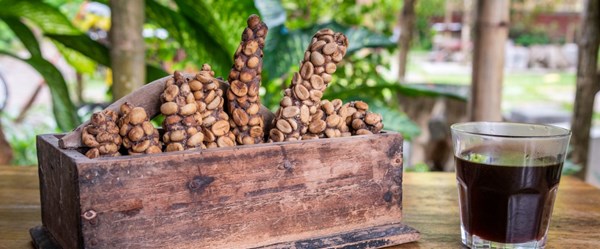 Kedi dışkısından üretilen dünyanın en pahalı kahvesi Kopi Luwak (Kilosu
