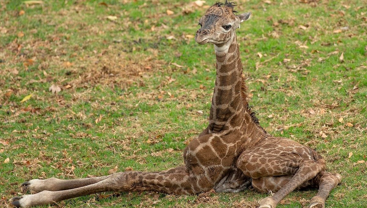 Yavru zürafa Masai'ye sadece iki günlükken ötenazi yapıldı Yavru zürafa Masai'ye sadece iki günlükken ötenazi yapıldı