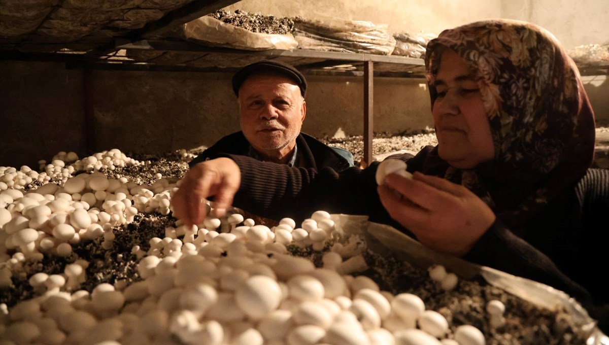 Hobisi ekmek teknesi oldu şimdi siparişe yetişemiyor: 75 metrekarelik odasında yetiştiriyor