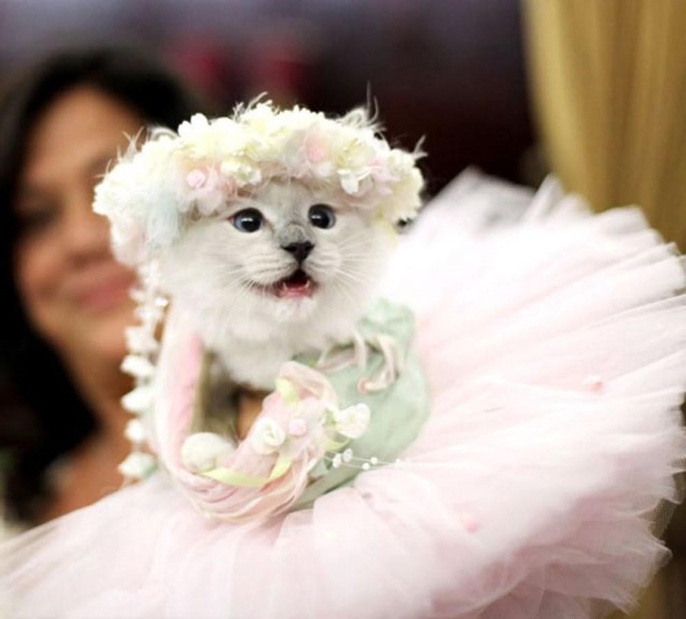 Гламурная кошечка. Кошки в свадебных нарядах. Кошка в свадебном платье. Нарядная кошка. Кошка невеста.