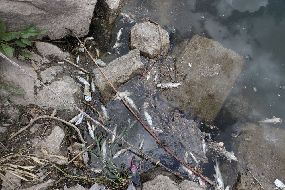 Dicle Nehri'nde korkutan görüntü: Çok sayıda ölü balık tespit edildi! Uzmandan ‘can suyu’ uyarısı - 8