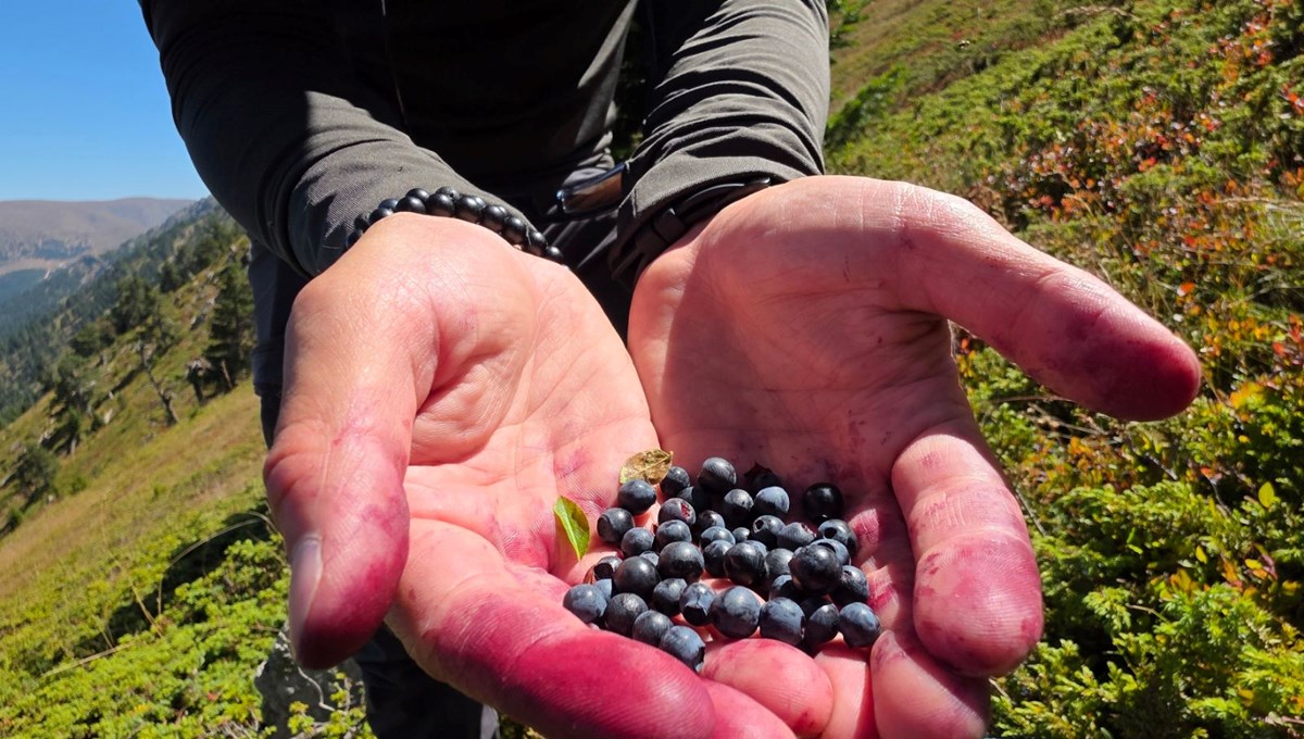 ''Likarpa'' adıyla da biliniyor: Doğanın şifa kaynağı, hücreleri koruyup yaşlanmayı geciktiriyor