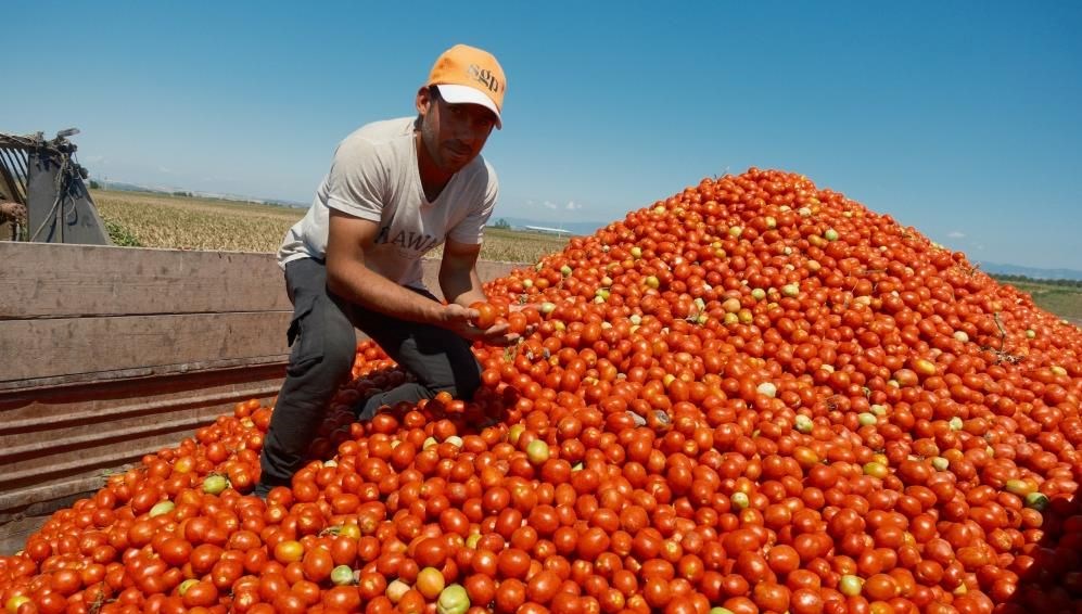 Salçalık domates fiyatları arttı