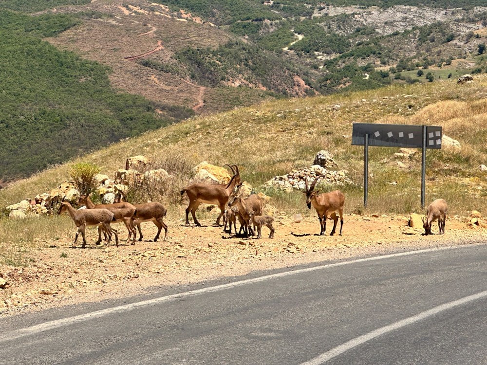 Tunceli'de ölümcül uyarı: "Yolda gördüğünüz an uzak durun!" - 7