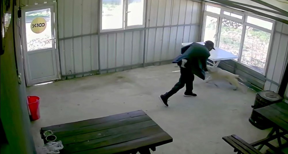 Bunun adı canilik! Bastonuyla köpeğe defalarca vurdu, "Bobi" kanlar içinde kaldı - 2