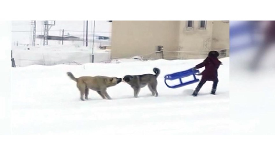 Çocuklar ile köpeklerin kızak kapma mücadelesi NTV
