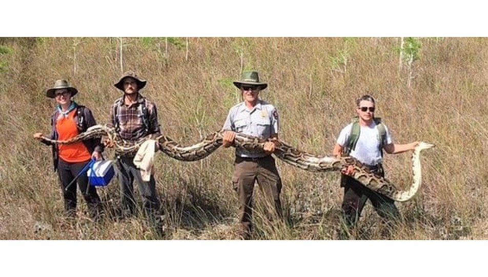 ABD'de 5,2 metre uzunluğunda piton yakalandı