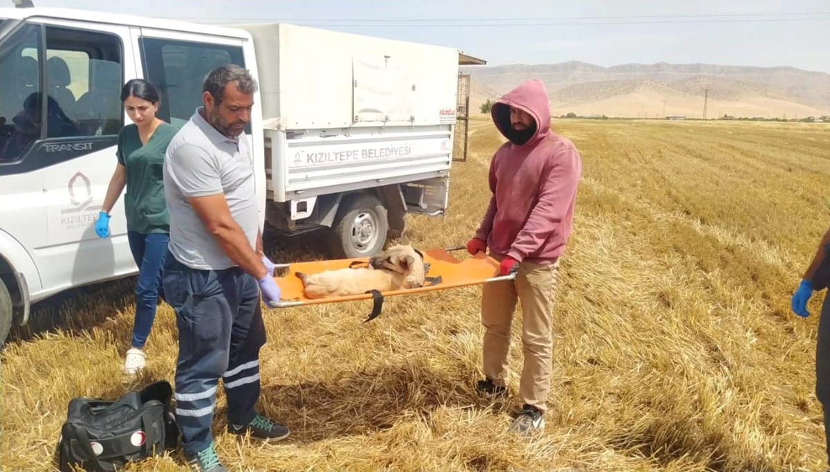 Mardin'de feci olay: Biçerdöverin altında kalan köpeğin 3 ayağı koptu