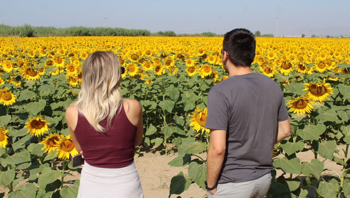 Ayçiçeği tarlaları görsel şölen oluşturdu: Yol kenarında fotoğraf çekildiler