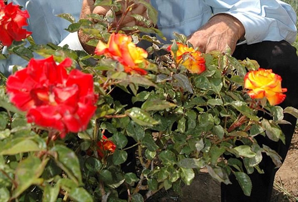 2025 Hıdırellez Bayramı: Kutlama Zamanı Yaklaşıyor! 72