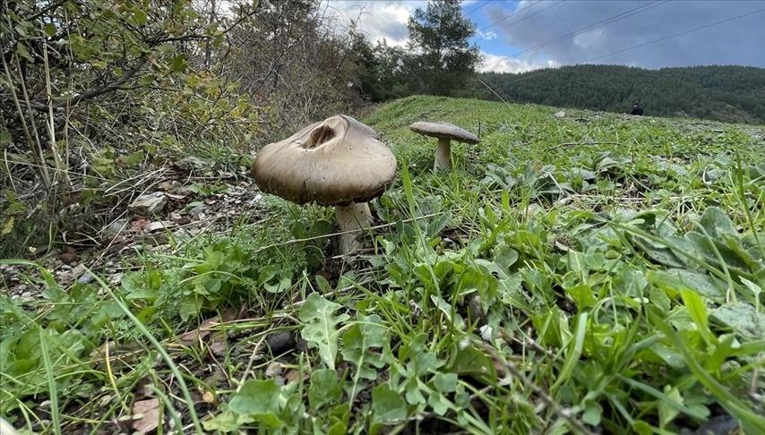 Kastamonu'da mantar yiyen 6 kişi zehirlendi