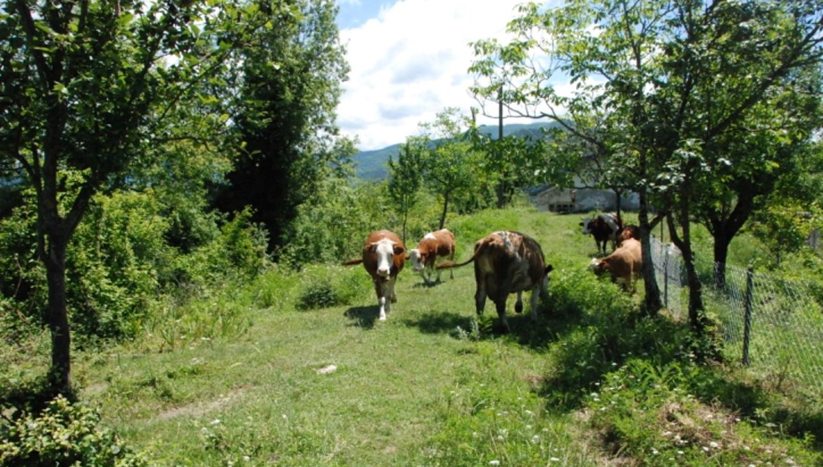 Mudurnu'da iki köye şap karantinası