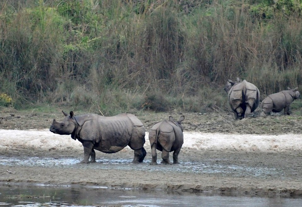 Nesli tükenme tehlikesi altındaydı: Turizm durdu, Nepal’de gergedan popülasyonu arttı - 2