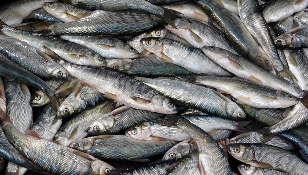 Van Gölü'nde son ağlar çekildi: İnci kefali av yasağı başladı