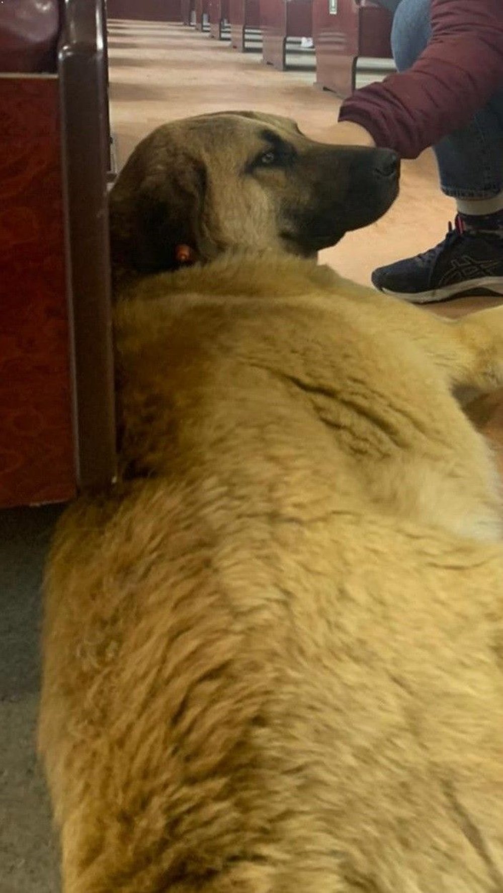 İzmir’i toplu ulaşımla gezen köpek Sam bulundu - 13