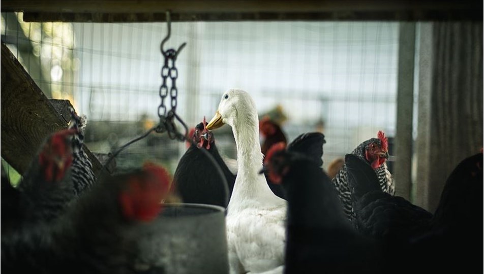 Danimarka'da kuş gribi paniği: 9 bin hayvan itlaf edilecek