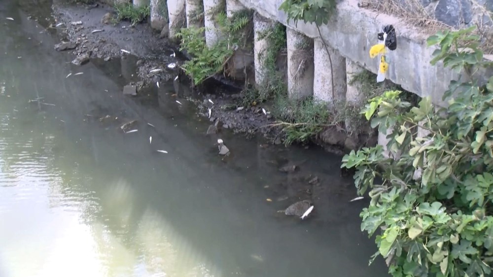 Alibeyköy Deresi'ndeki balık ölümlerine inceleme - 18