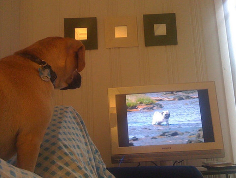Собаки смотрят телевизор. Собака и телевизор. Животные смотрят телевизор. Собака смотрит телевизор. Понимают ли животные телевизор.