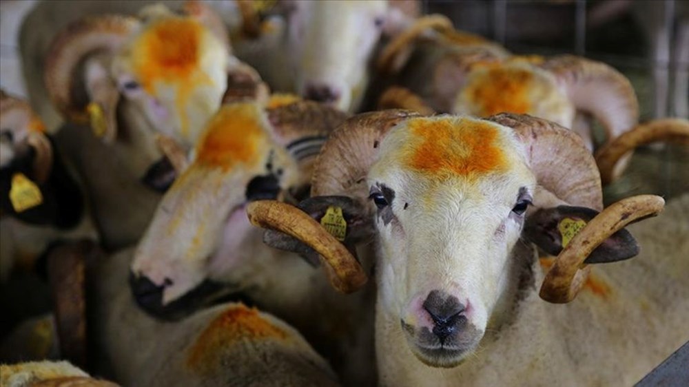 Kurban Bayramı tatili ne vakit başlayacak, kaç gün olacak? 2025 Kurban Bayramı takvimi 74 AuB54IS1OkSoM50suBd1aA