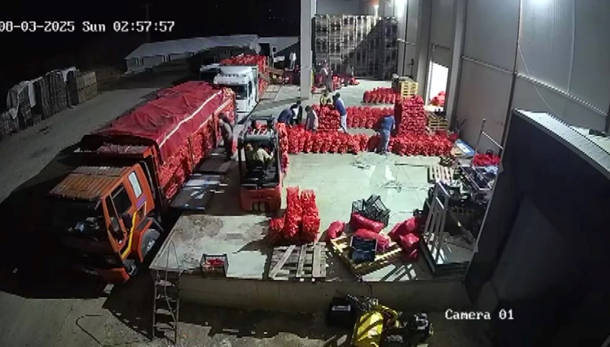 Tarlada 5 lira: Amasya'dan Avrupa'ya gönderiliyor