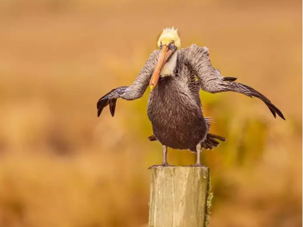 2021 Komik Vah�i Ya�am Foto�raflar� yar��mas�