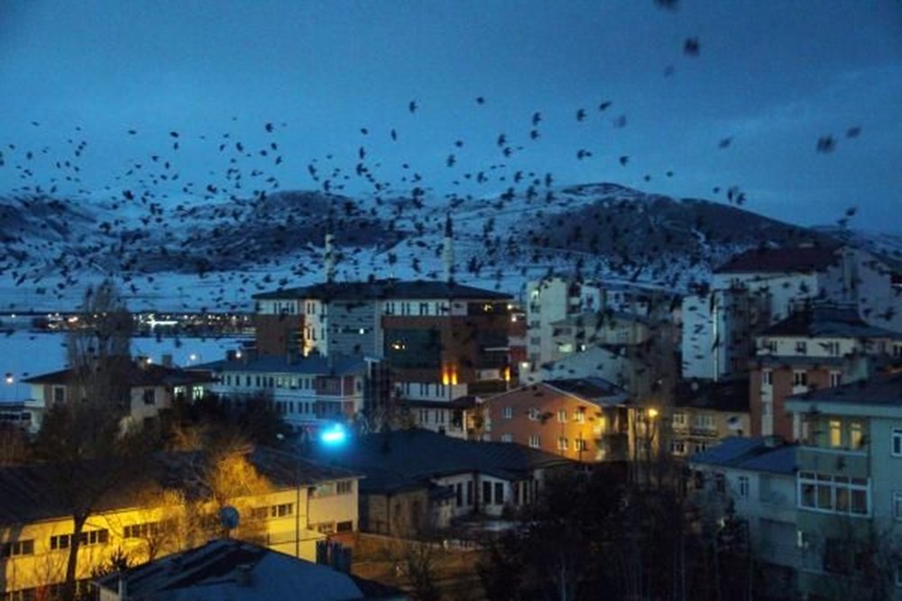 Ardahan'da istilacı kargalar: Bu sefer gece ortaya çıktılar - 7