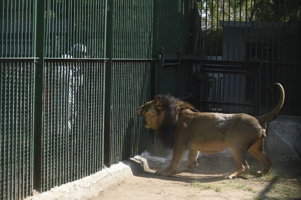 Hindistan’da Covid hayvanlara sıçradı, sekiz aslan virüse yakalandı - 7