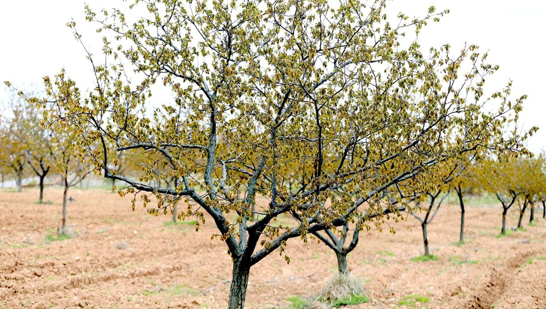 İç Anadolu ve Doğu Anadolu'nun bazı kesimleri için zirai don uyarısı