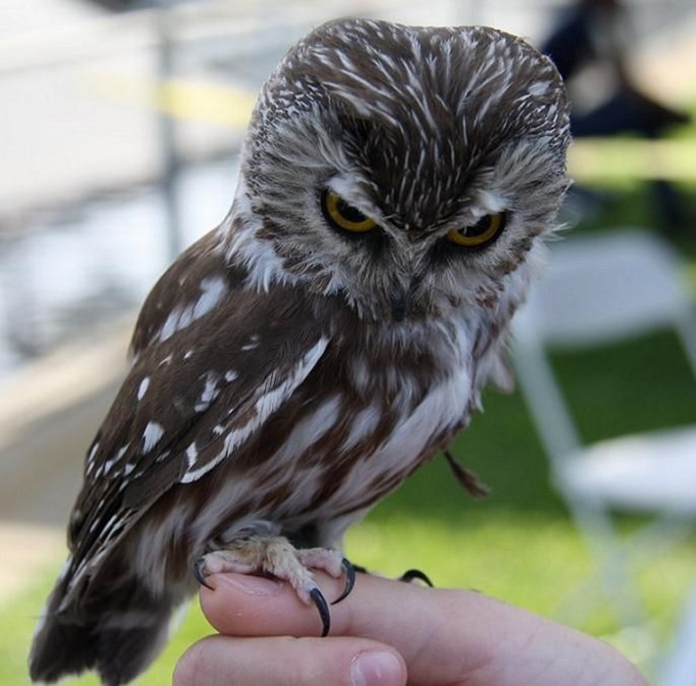 Недовольная Сова