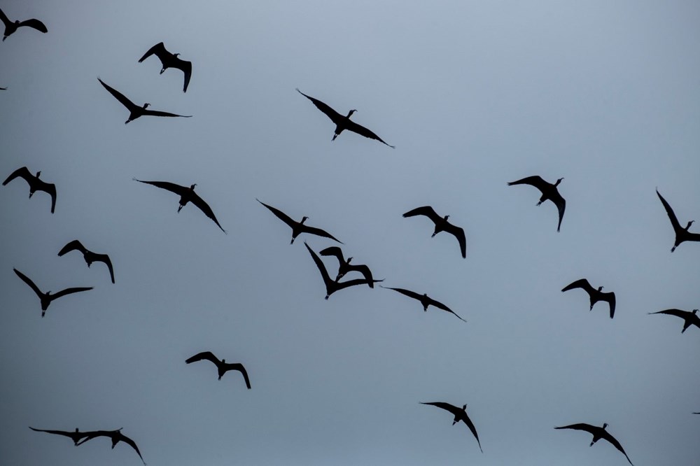 Türkiye’nin kuş cenneti Samandağ'a molozlar dökülüyor - 10