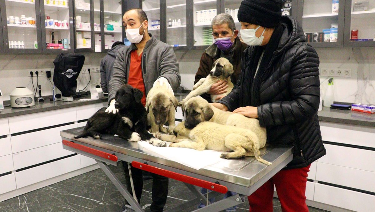 Ankara'da can çekişirken bulunan 9 köpekten 4'ü öldü