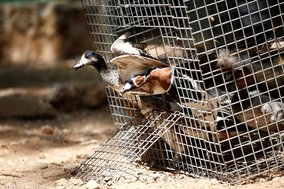 Antalya'da el konulan kuş türleri hayvanat bahçesinde tutuluyor - 1