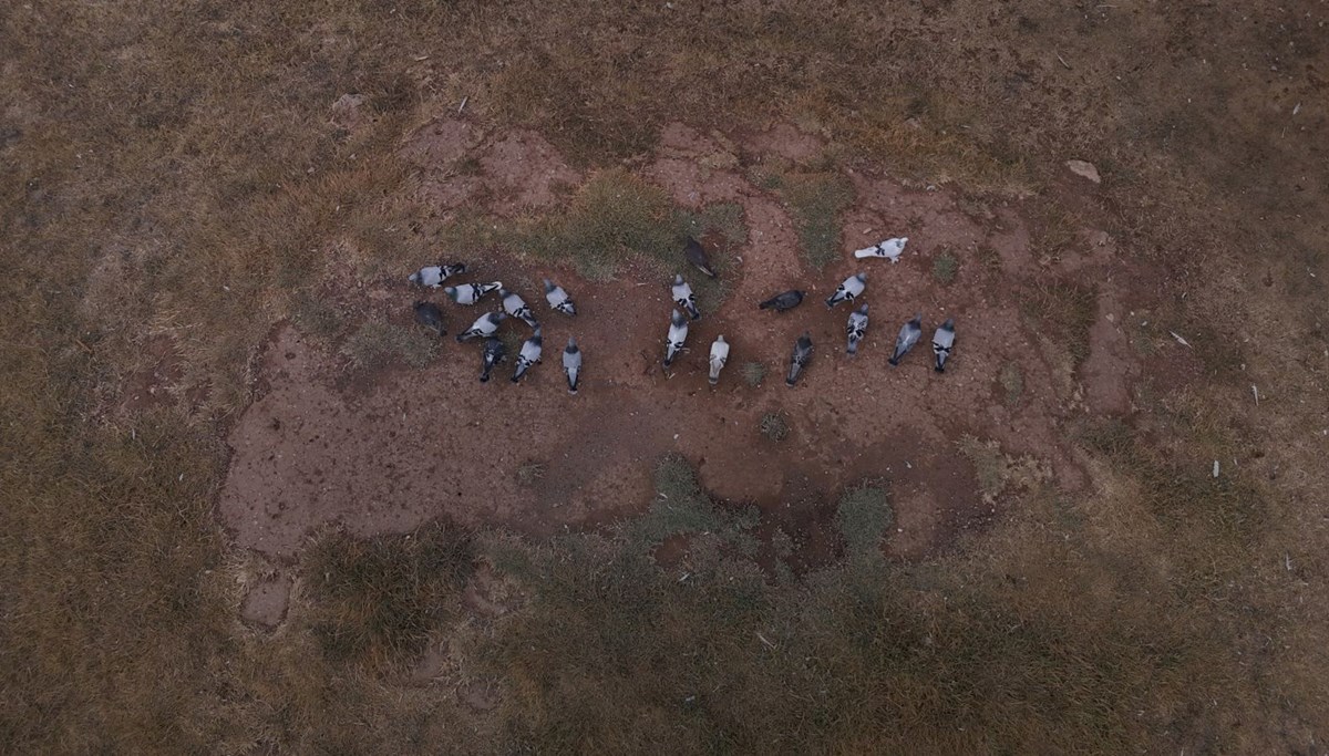 Değeri yarım milyondan fazla: Yurt dışından bile talep görüyor