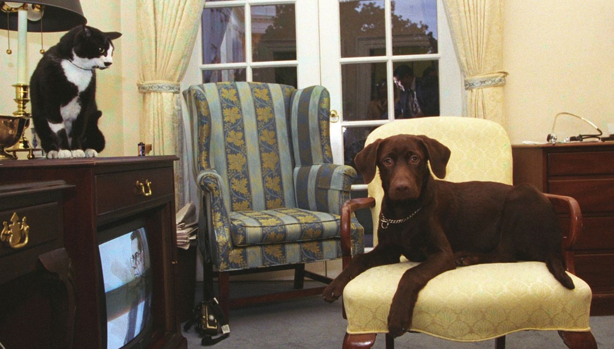 <h2><span>Joe
Biden, Beyaz Saray’a sahiplendiği iki köpeği ile taşınacak (Beyaz Saray’ın ev
sahipliği yaptığı tüm evcil hayvanlar)</span></h2>