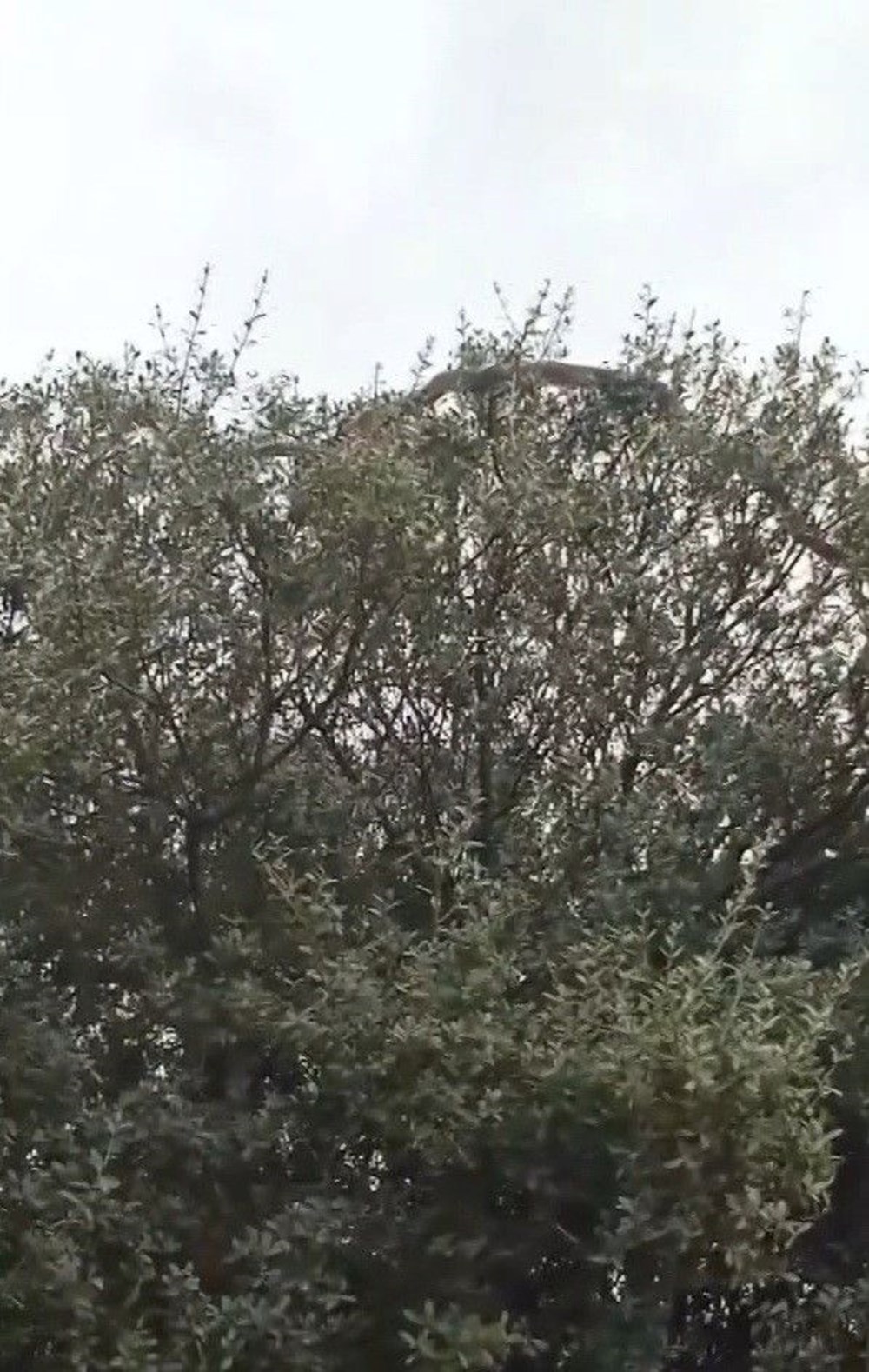 Çanakkale'de Yılan Alarmı: "Daha Önce Böylesi Görülmedi!" 73