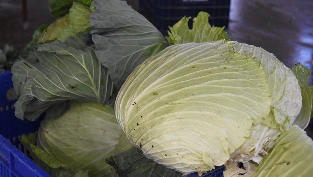 Mersin'de bir çiftçi 30 kilogram ağırlığında lahana üretti