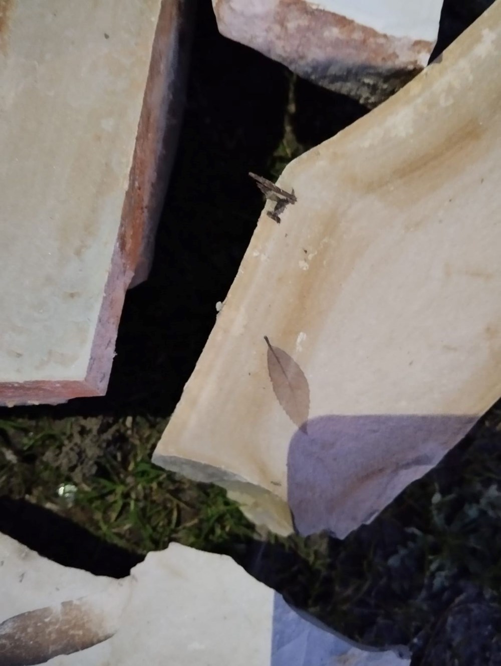 Kuşadası'nda gizemli keşif:15 milyon yıllık yaprak fosili bulundu 72 B1pC rD2N0SpbJfgmb2srA