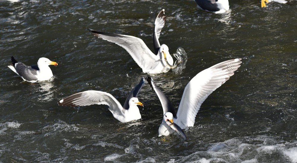 Bu balıkları avlamak sadece martılara serbest - 5