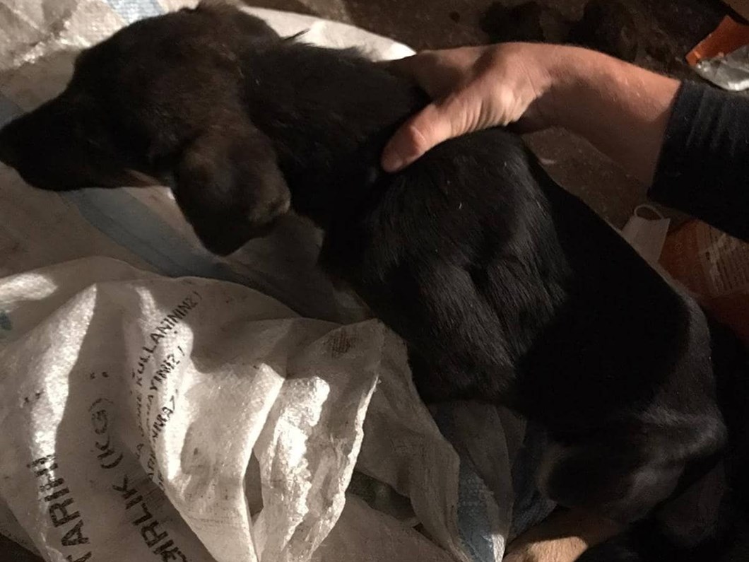 yavru kopegi cuvala koyup seyir halindeki aractan attilar ntv