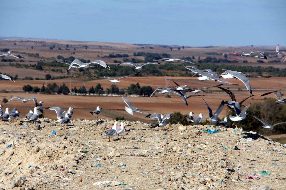 Edirne'de 'katil martı' paniği - 8