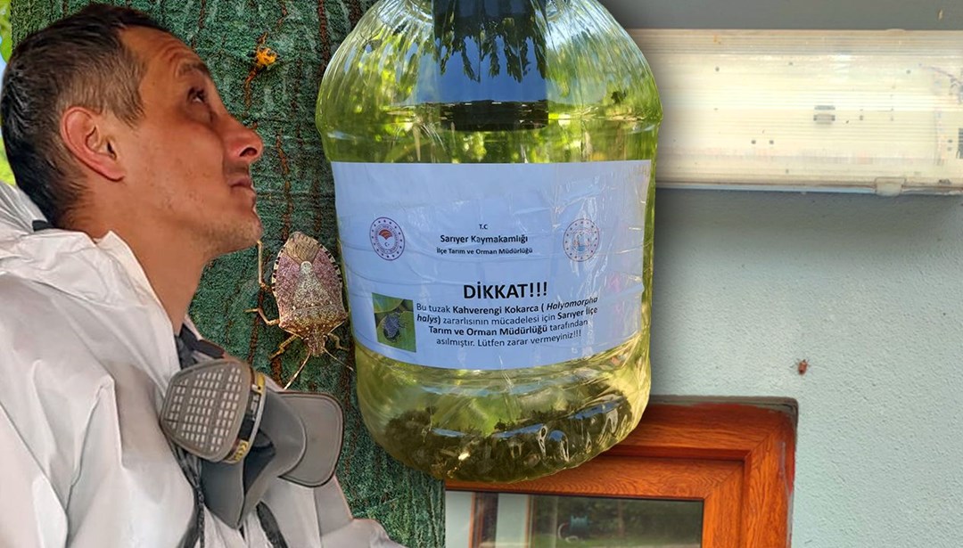 İstanbul'da yayılmaya başladı, yetkililer harekete geçti: 10 bin arı doğaya salındı