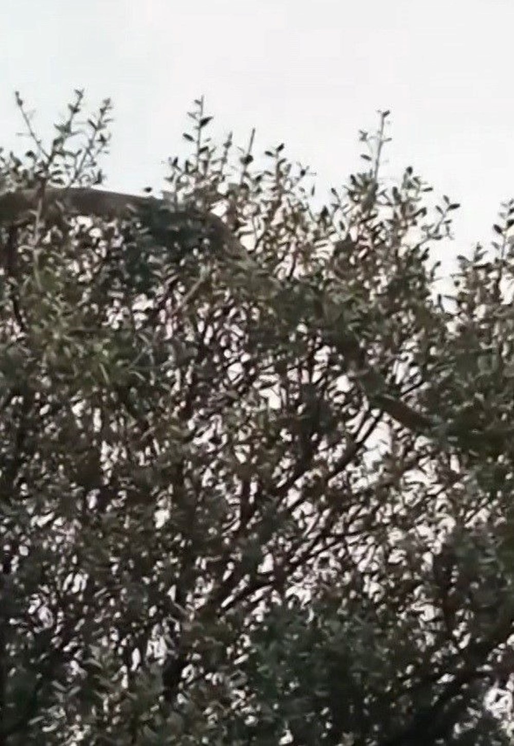 Çanakkale'de Yılan Alarmı: "Daha Önce Böylesi Görülmedi!" 75 B7Ky5FJdM0qR9H2KM14uhQ