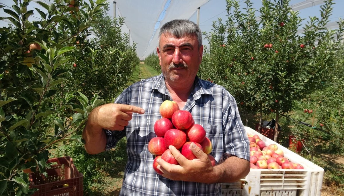 Donun vurduğu elmada hasat zamanı; ilk ürünler Dubai ile Libya'ya